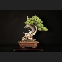 五葉松 約120年