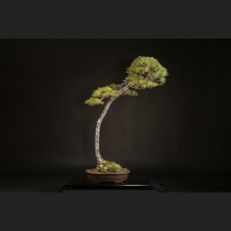 五葉松 約100年