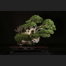 真柏石付 約80年