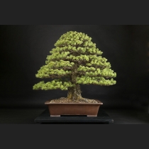 五葉松  約100年