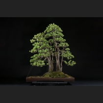 五葉松 約120年