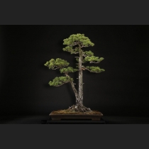五葉松 約150年