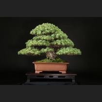 五葉松  約100年