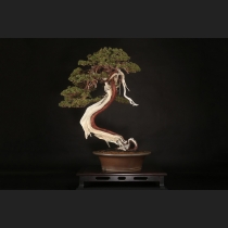 真柏  約200年