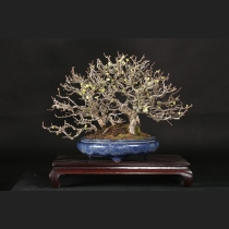 長寿梅（白花）約35年