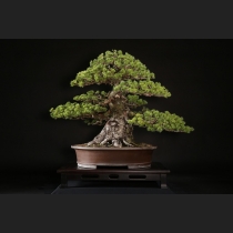 五葉松（瑞祥）約65年