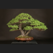 五葉松  約180年