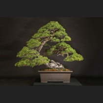 五葉松  約250年