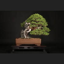 真柏石付  約70年