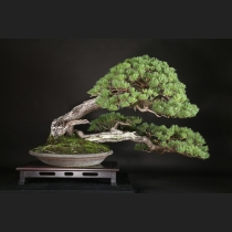 五葉松  約200年