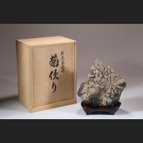 根尾菊花石 銘「菊便り」