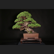 真柏 約80年