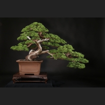 真柏 約100年