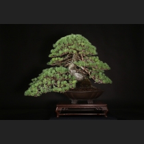 五葉松 約120年