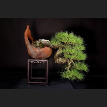 赤松 約100年