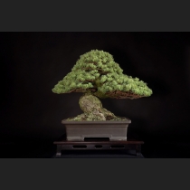 五葉松 約120年
