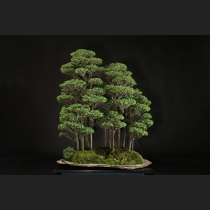 八房桧寄植え 約60年