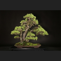 五葉松 約120年