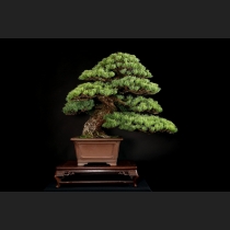 五葉松 約100年