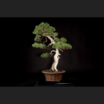 真柏 約120年