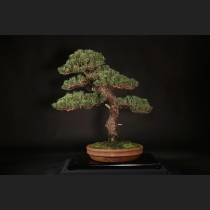 黒松（寿）約60年