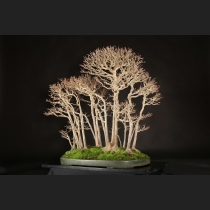 楓寄植え 約80年