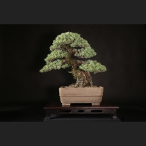 五葉松 約120年