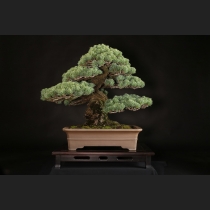 五葉松 約120年
