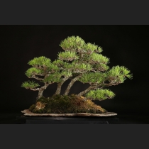 黒松 約70年
