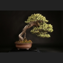 五葉松 約120年