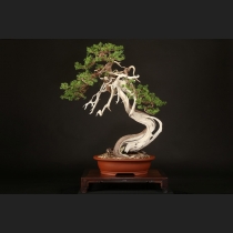 糸魚川真柏  約150年