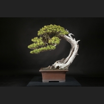 五葉松  約250年