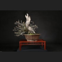 野梅（一重白花）約80年