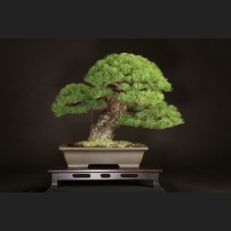 五葉松  約100年
