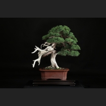 真柏  約150年
