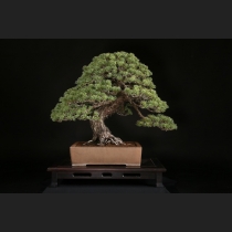 五葉松  約100年