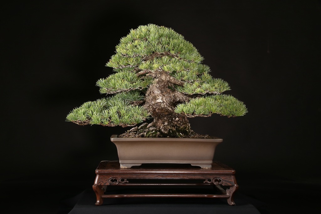 樹高7.5㎝八房杜松小品盆栽BONSAI 真柏黒松五葉松紅葉楓 樹高7.5㎝八房杜松小品盆栽BONSAI 真柏黒松五葉松紅葉楓