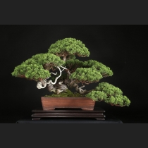真柏  約60年