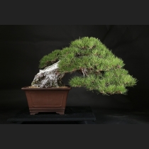 黒松  約150年