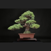 五葉松  約100年