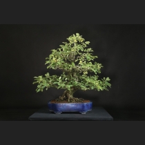 深山海棠  約80年