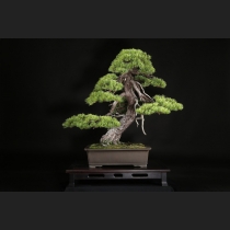 五葉松  約120年