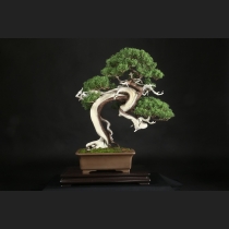 糸魚川真柏  約120年