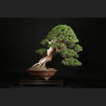 真柏  約100年