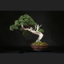 真柏  約120年