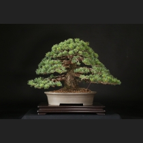 五葉松  約100年