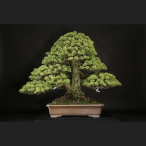 五葉松  約120年