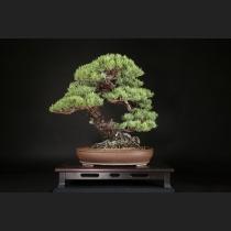 五葉松  約120年