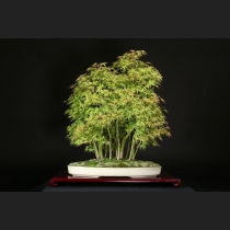 モミジ（行姫）寄植え  約15年
