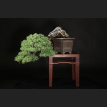五葉松  約100年